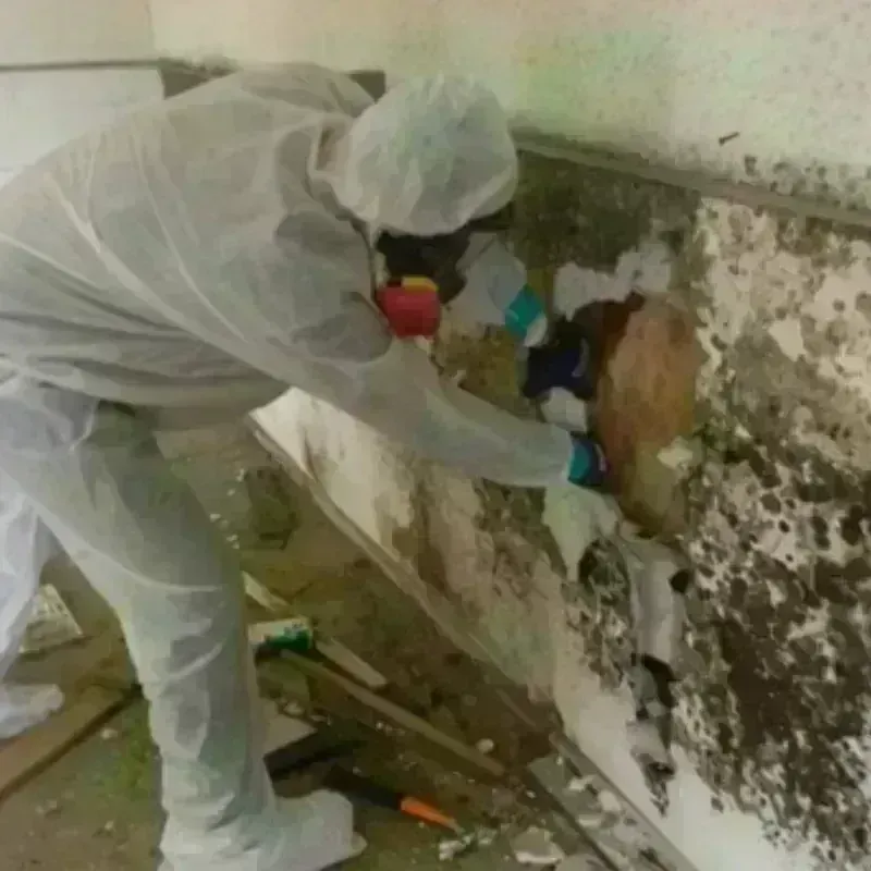 Mold Remediation and Removal in Berlin, MD